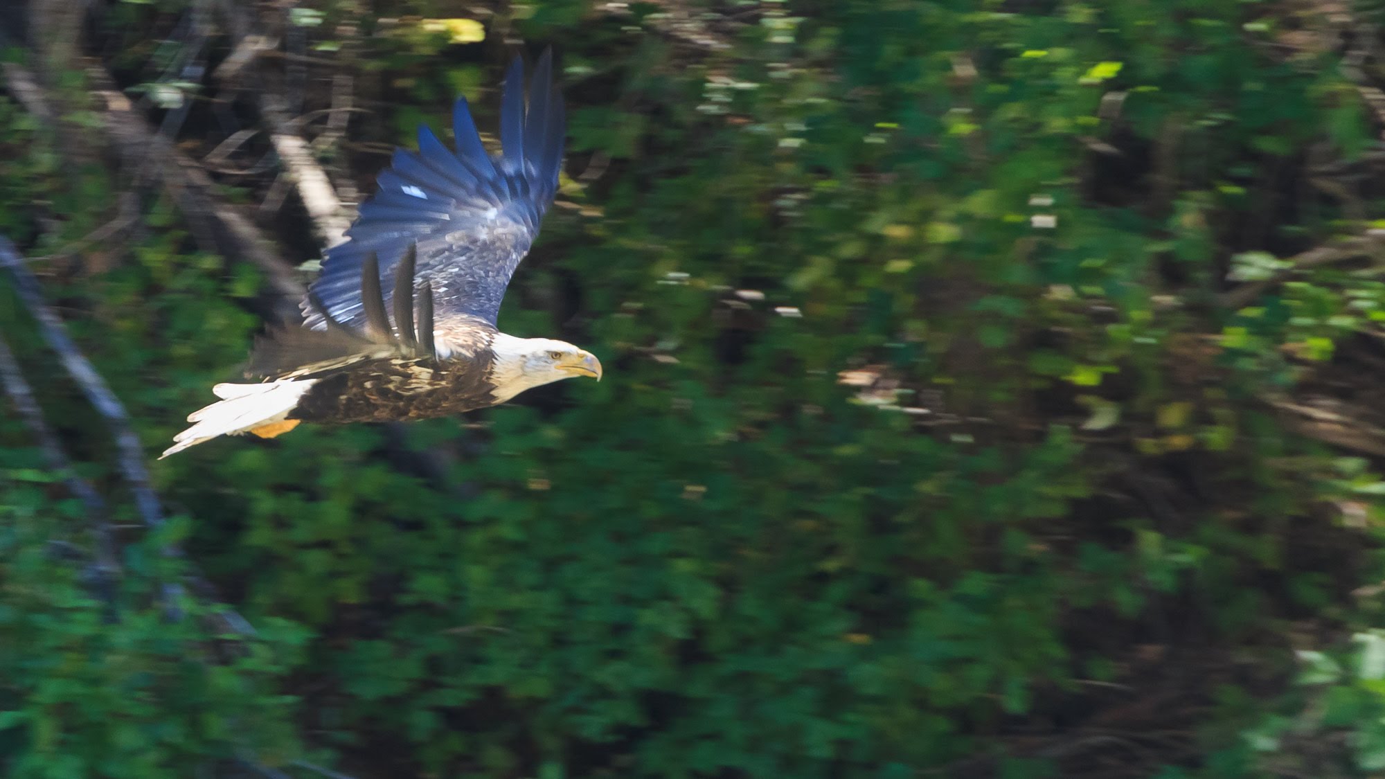 The Bald Eagle of Wind River