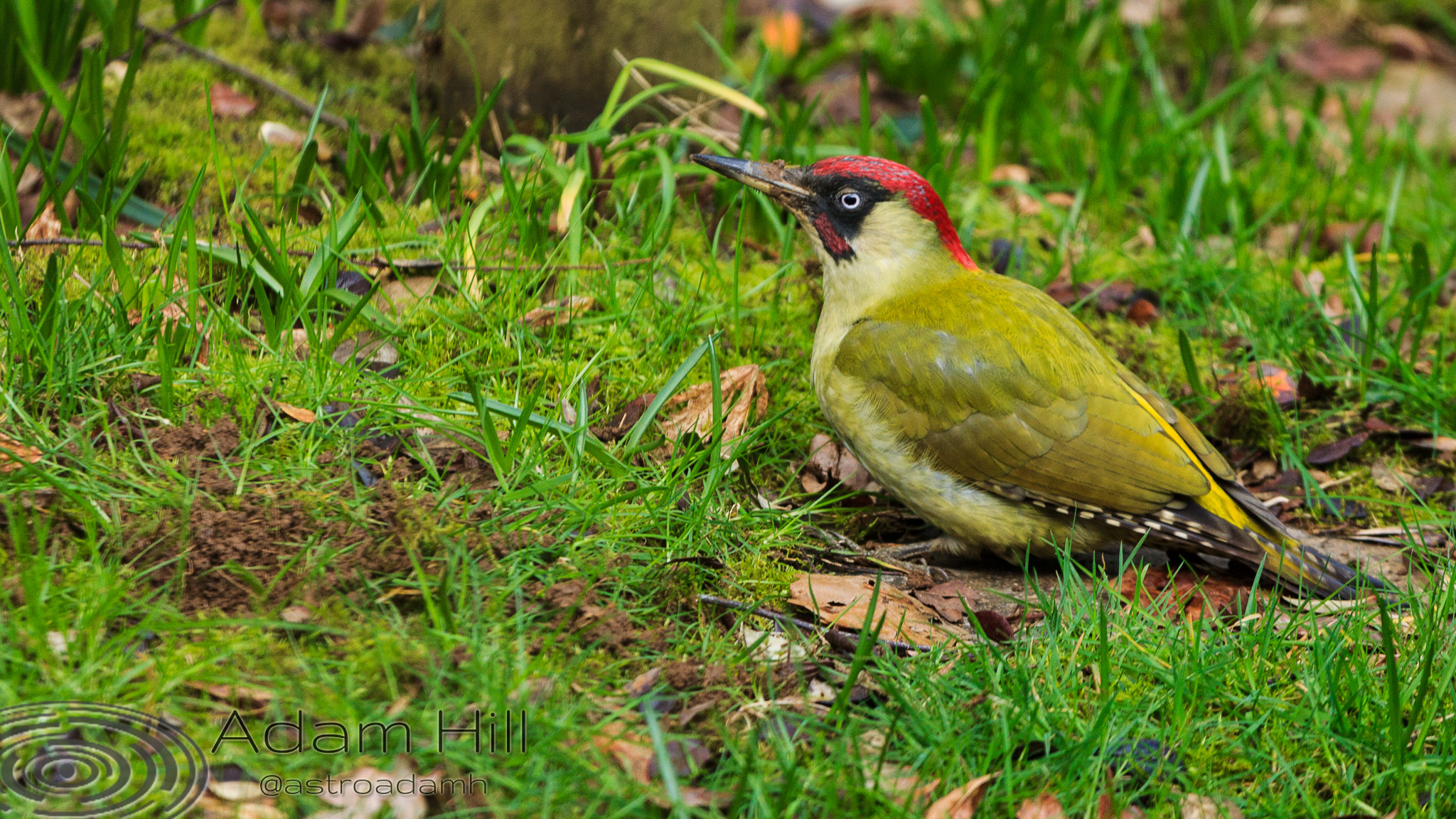 The Great Spotted Woodpecker