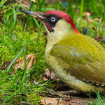 Woodpecker